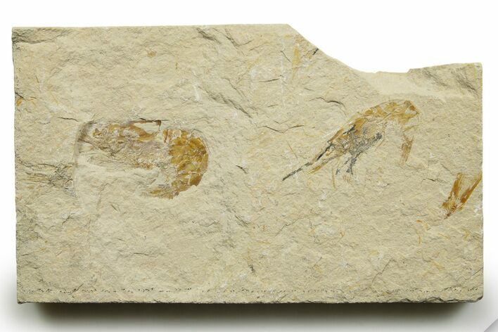 Two Cretaceous Fossil Shrimp - Lebanon #376619